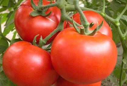 農(nóng)藥殘留速測(cè)儀 農(nóng)藥殘留速測(cè)儀