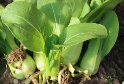 農(nóng)殘快速檢測(cè)儀